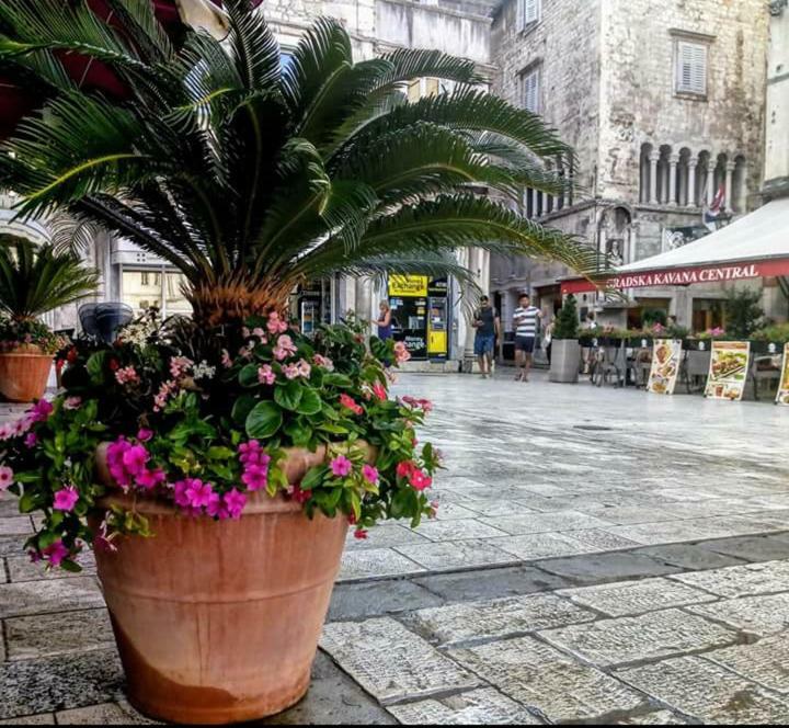 Ante Apartma *
